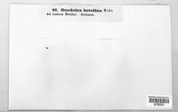Lenzites betulinus image